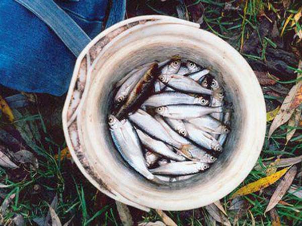 Решетка для рыбы. Убираем запах рыбы. Mallotus villosus. Сниму под рыбу. Снимать рыбу с крючка фото.