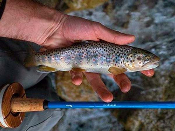 Тенкара или Tenkara - метод ловли на мушку