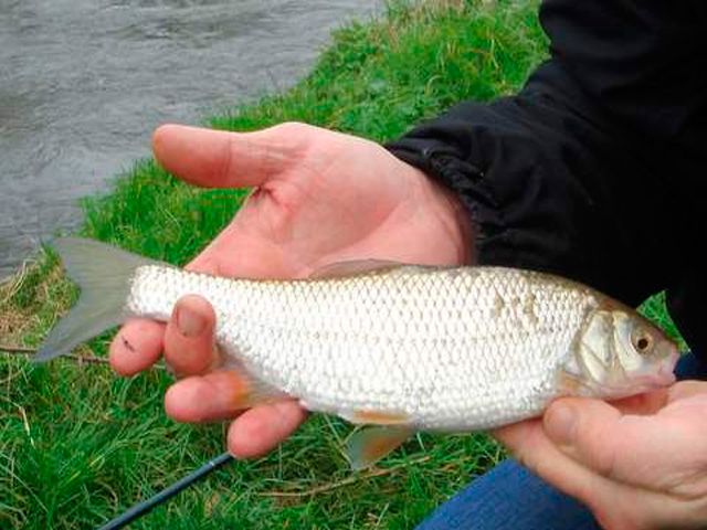 крупный елец. елец-мохтик рыба. крупный елец. плотва 2 кг. голавль.