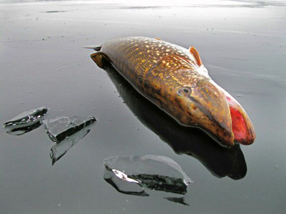 Ловля щуки поздней осенью на малых реках | Рыбалка в России