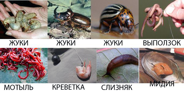 приманки для карпа