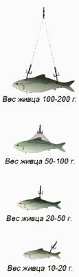 как насаживать живца