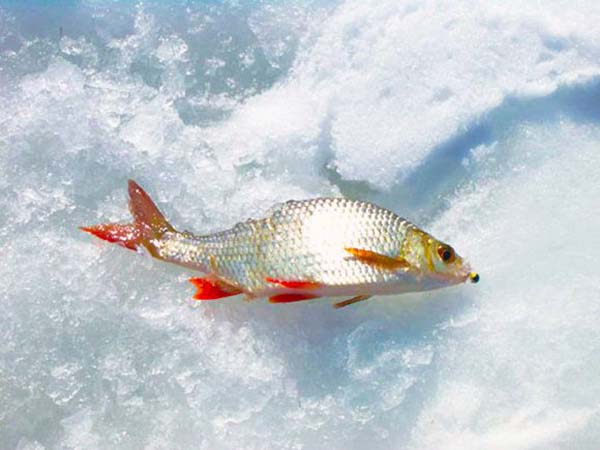 ловля на мормыша