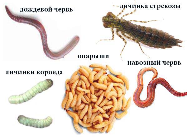 насадки для ловли линя весной