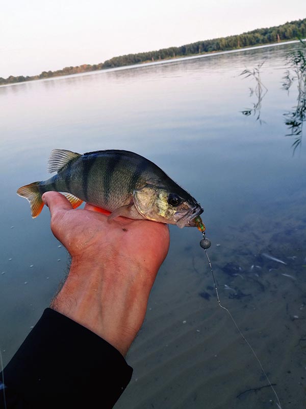 вот такие красавцы водятся в карьере