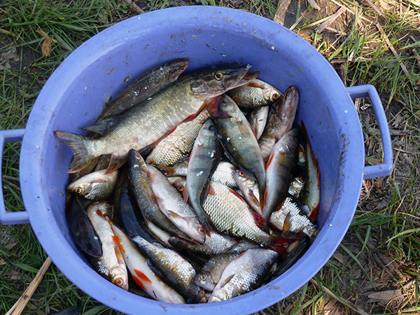 Рыба в реке белой башкирия. Судак в речке. Рыбы в реках башкирии. Рыбы реки белой башкортостан. Рыба в реке белой башкирия.