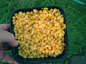 сладкая кукуруза