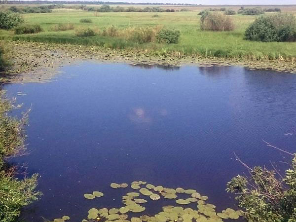 где ловить плотву