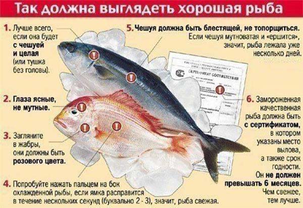 так должна выглядеть хорошая рыба