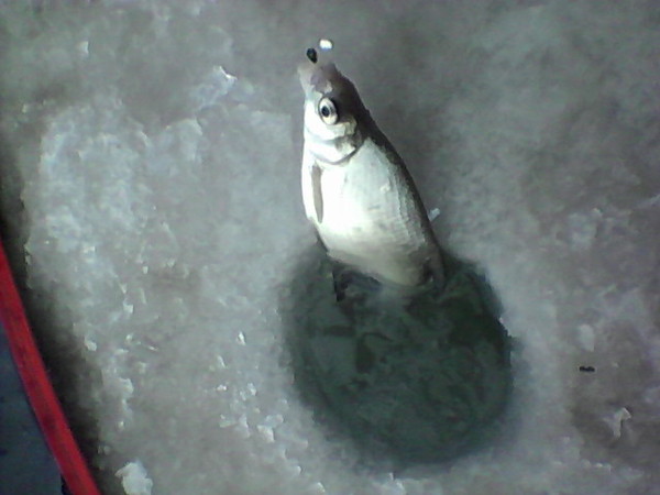 на мормышку